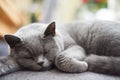 Sleeping restful cat waking up from a nap on favorite chair at home