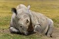 Sleeping rhino