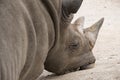 Sleeping Rhino