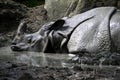 Sleeping Rhino in mud Royalty Free Stock Photo