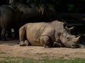 Sleeping rhino portrait Royalty Free Stock Photo