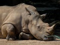 Sleeping rhino portrait Royalty Free Stock Photo