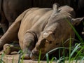 Sleeping rhino portrait Royalty Free Stock Photo