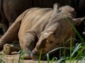 Sleeping rhino portrait