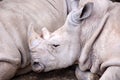 Sleeping rhino