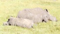 Sleeping Rhino - The Rhinoceros - Rhinocerotidae