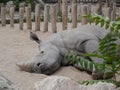 Sleeping rhino Royalty Free Stock Photo