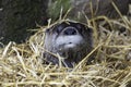 Sleeping River Otter Royalty Free Stock Photo