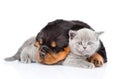 Sleeping Rottweiler Puppy Embracing Cute Kitten. Isolated On White Background