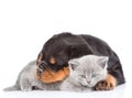 Sleeping rottweiler puppy embracing cute kitten. Isolated on white Royalty Free Stock Photo