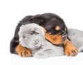 Sleeping rottweiler puppy hugging cute kitten. on white