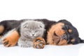 Sleeping rottweiler puppy hugging newborn kitten. Isolated on white background Royalty Free Stock Photo