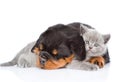 Sleeping rottweiler puppy hugging newborn kitten. Isolated on white background Royalty Free Stock Photo