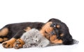 Sleeping rottweiler puppy hugging newborn kitten. Isolated on white Royalty Free Stock Photo