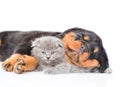 Sleeping rottweiler puppy hugging small kitten. Isolated on whit