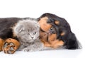 Sleeping Rottweiler Puppy Huging Cute Kitten. Isolated On White