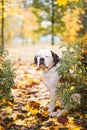 Sleeping Saint Bernard dog is sitting on maple leaves in autumn park