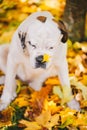 Sleeping Saint Bernard dog with a yellow autumn leaf on its nose is on maple leaves in autumn