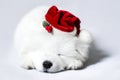 Sleeping Samoyed puppy in red Santa Claus hat. Christmas little white dog Royalty Free Stock Photo