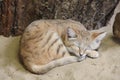 Sleeping sand cat Royalty Free Stock Photo