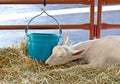 Sleeping Sannen Alpine Dairy Goat Royalty Free Stock Photo