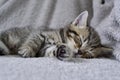 Sleeping scottish straight tiger tabby kitten