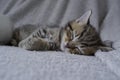 Sleeping scottish straight tiger tabby kitten