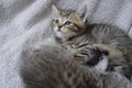 Sleeping scottish straight tiger tabby kitten