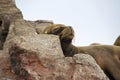 Sleeping Sea Lion