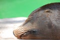 Sleeping Sea Lion Royalty Free Stock Photo