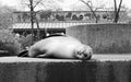 Sleeping Sea Lion Central Park Zoo 1972 Royalty Free Stock Photo