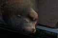 Sleeping Sea Lion Closeup Royalty Free Stock Photo