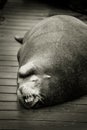 Sleeping sea lion on dock Royalty Free Stock Photo