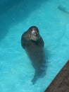Sleeping Sea Lion floating in a pool with eyes closed and head above water Royalty Free Stock Photo