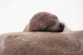 Sleeping sea-lion with head on another. Royalty Free Stock Photo