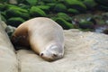 Sleeping Sea Lion Royalty Free Stock Photo