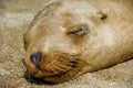 Sleeping Sea Lion