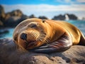 Ai Generated illustration Wildlife Concept of Sleeping sea lion Royalty Free Stock Photo