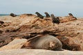 Sleeping sea lion on rocks