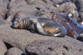 Sleeping sea lion Royalty Free Stock Photo