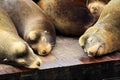 Sleeping Sea Lions