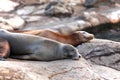 Sleeping sea lions Royalty Free Stock Photo