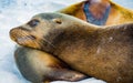 Sleeping sea lions on a beach in the Galapagos Royalty Free Stock Photo