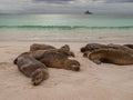 Sleeping Sea Lions Royalty Free Stock Photo