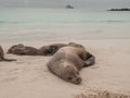 Sleeping Sea Lions Royalty Free Stock Photo