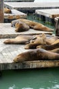 Sleeping sea lions Royalty Free Stock Photo