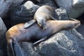 Sleeping Sea Lions in the Galapagos Royalty Free Stock Photo