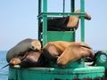 Sleeping sea lions Royalty Free Stock Photo