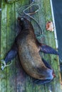 Seal on dock in Newport on the Oregon Coast Royalty Free Stock Photo