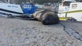 Sleeping Seal - kalk bay harbour, cape town
